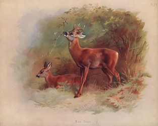 Roe Deer